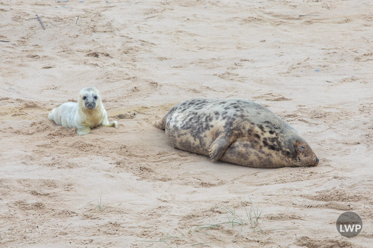 Images showing Seals on Winterton-on-sea beach.